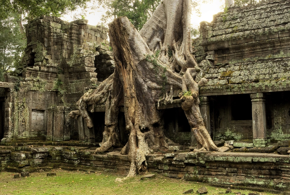 Храм ангкор ват в камбодже фикус