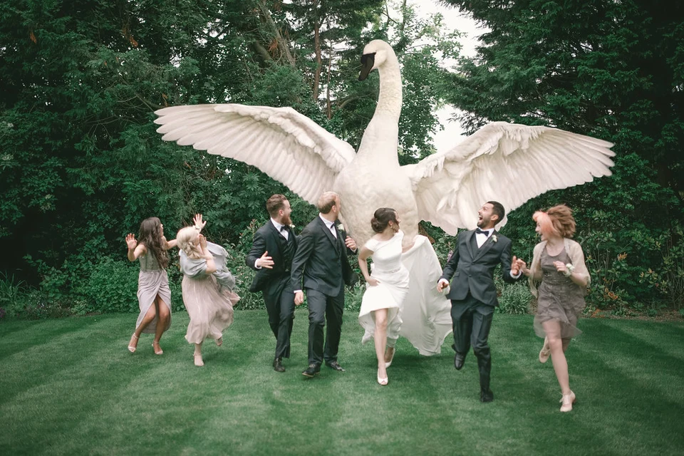 Свадьба стиль голуби
