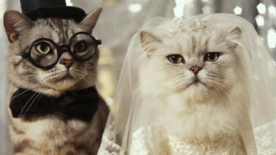 Кошка в свадебном платье