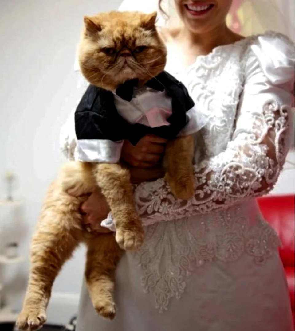Коты свадьба