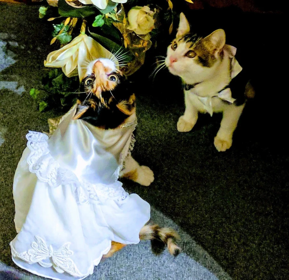Свадьба кошек