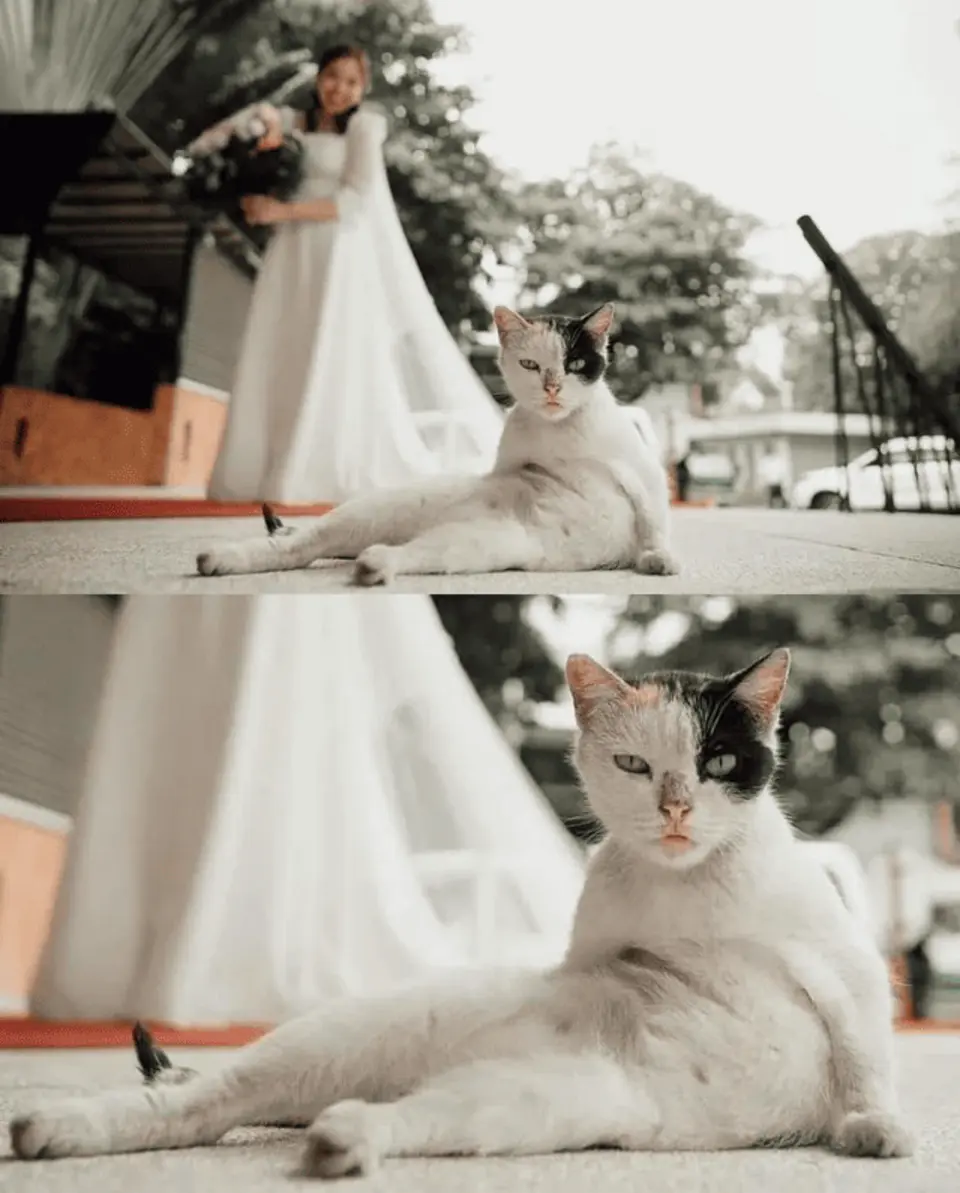 Кот невеста