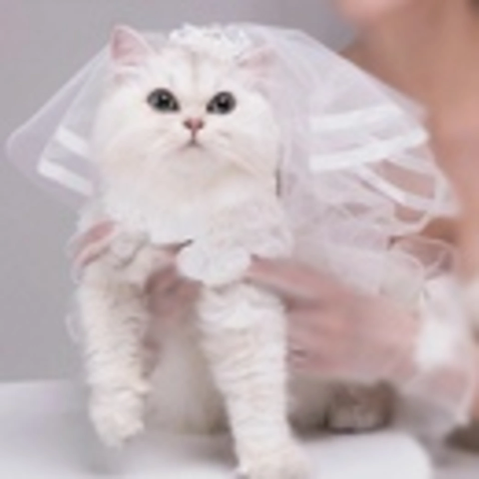 Кошка невеста