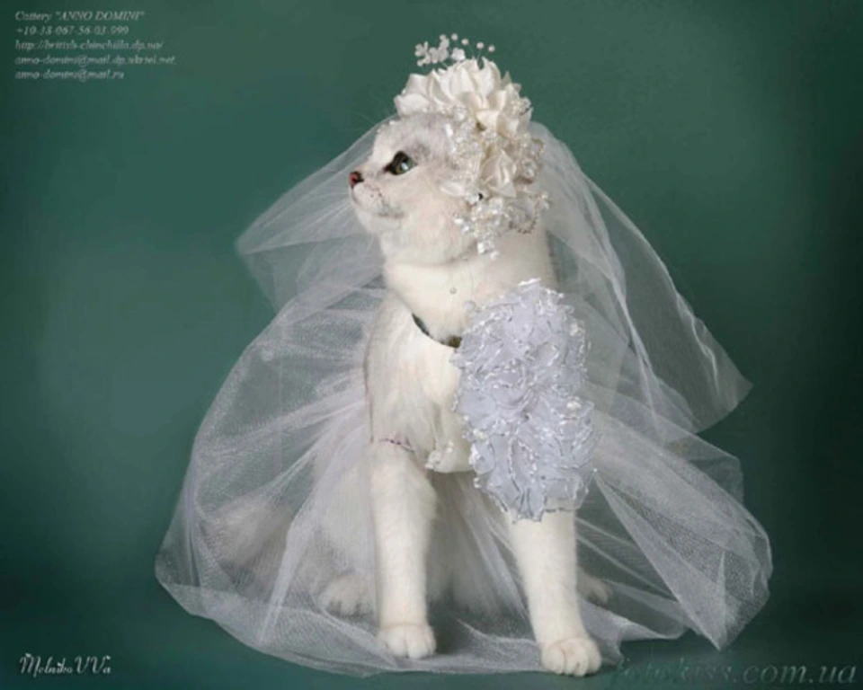 Котики в свадебных костюмах