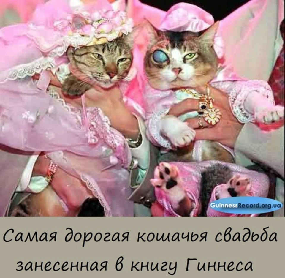 Кошки свадьба мем