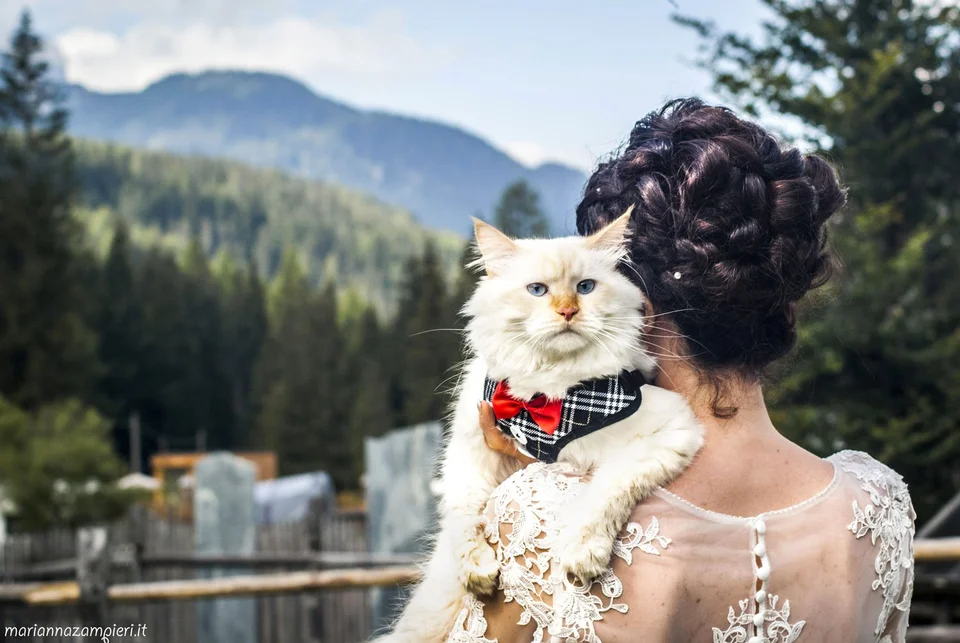 Кот на свадьбе