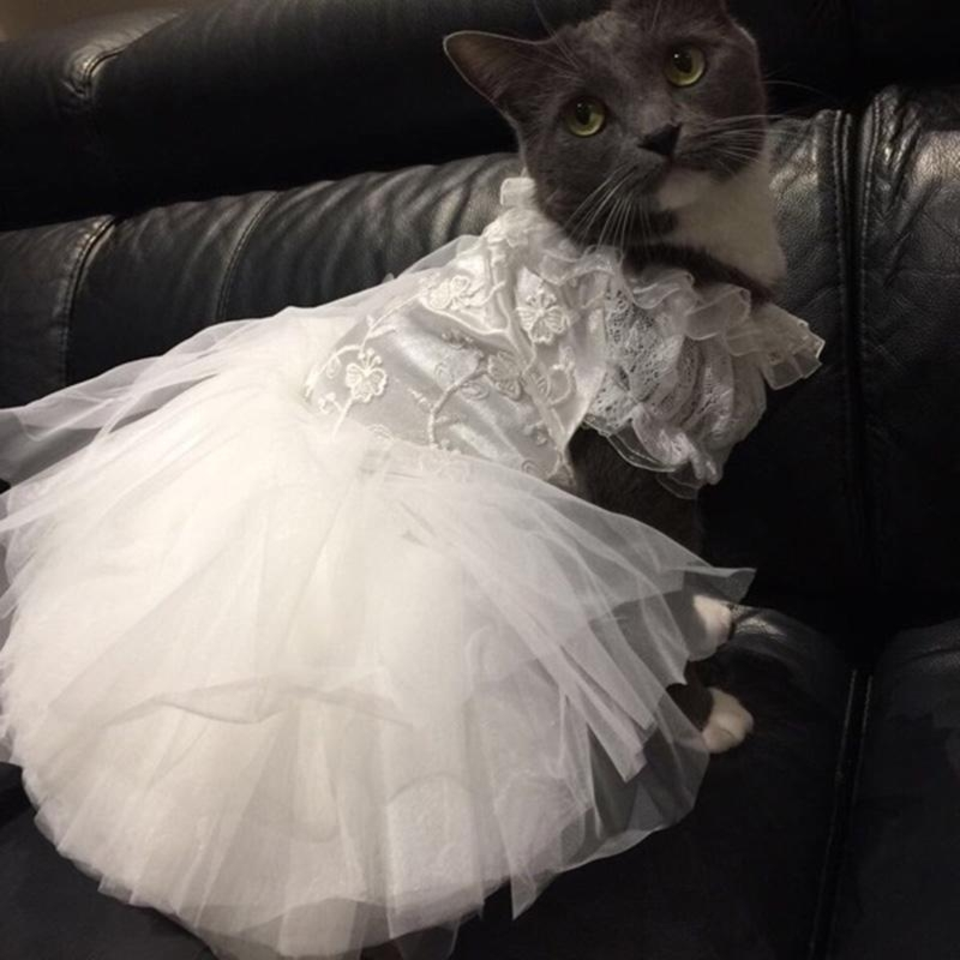 Кошка в викторианском платье