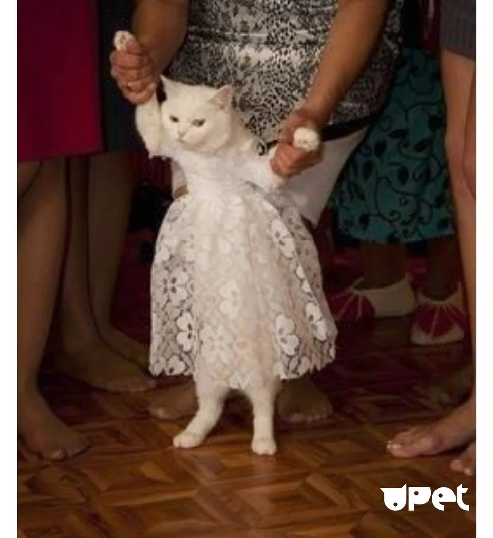 Котик в платье