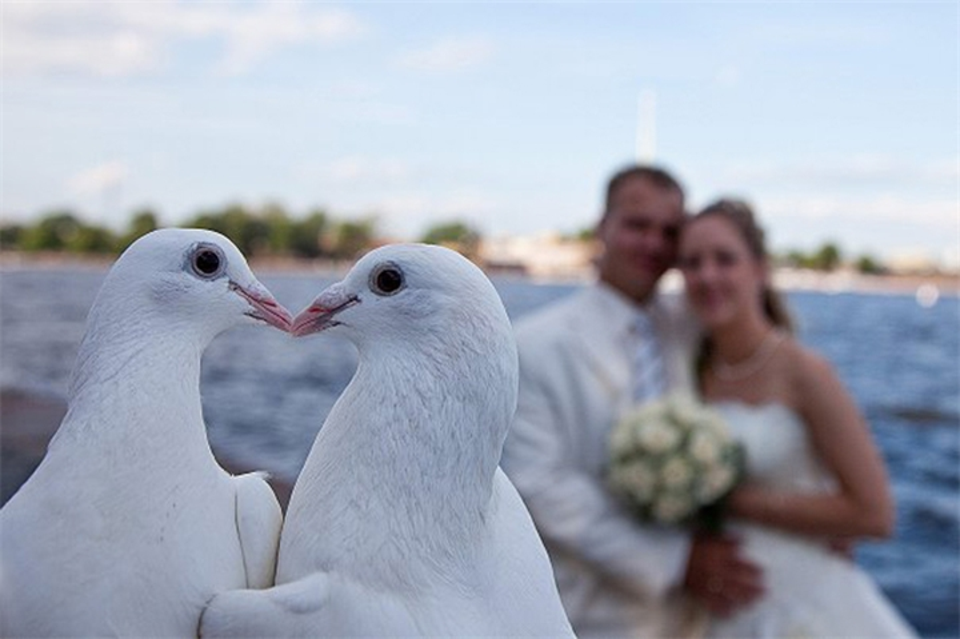 Голуби на свадьбу