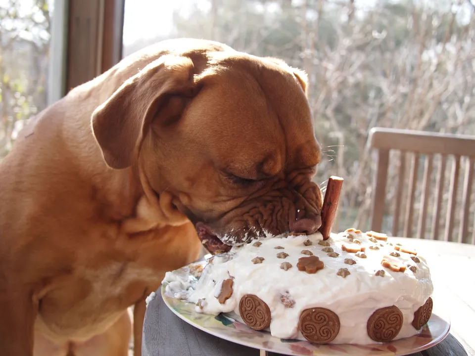 Собачий торт