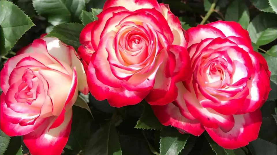 Флорибунда роза