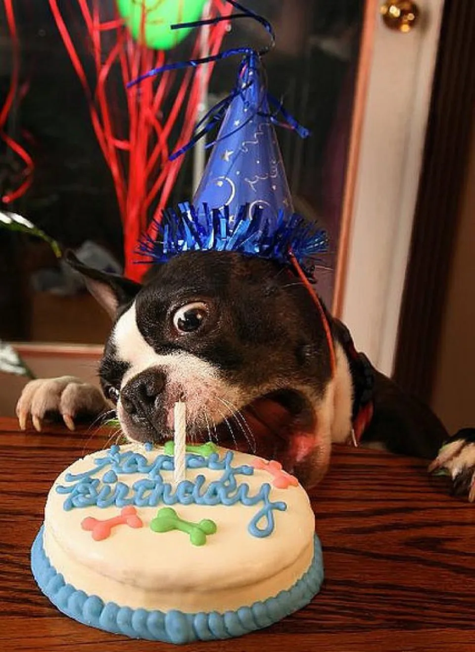 Собака день рождения