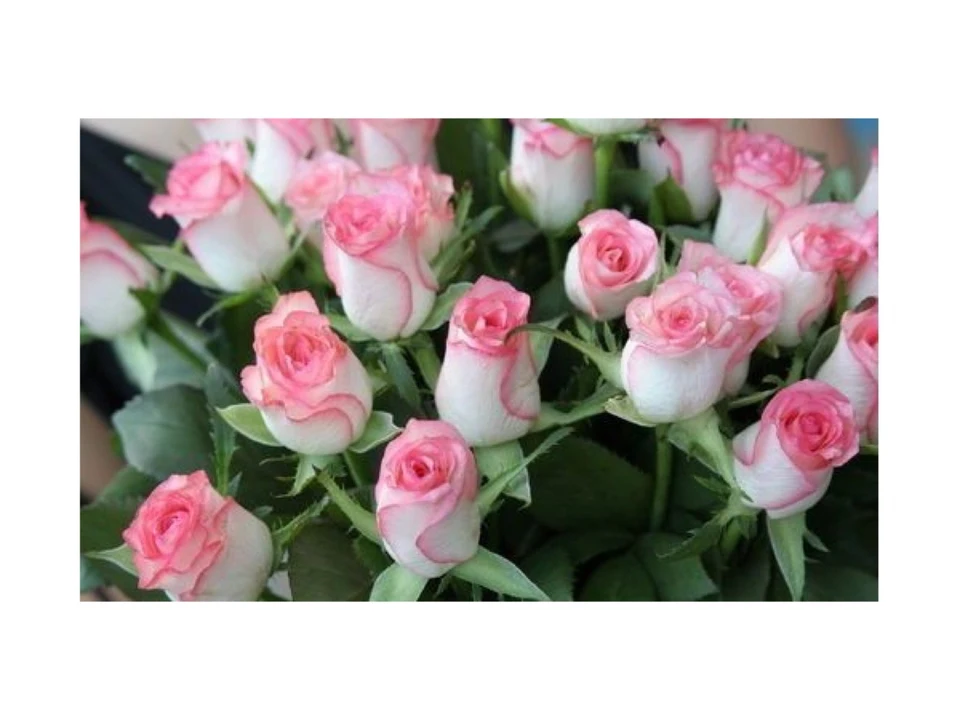 Розы бело розовые