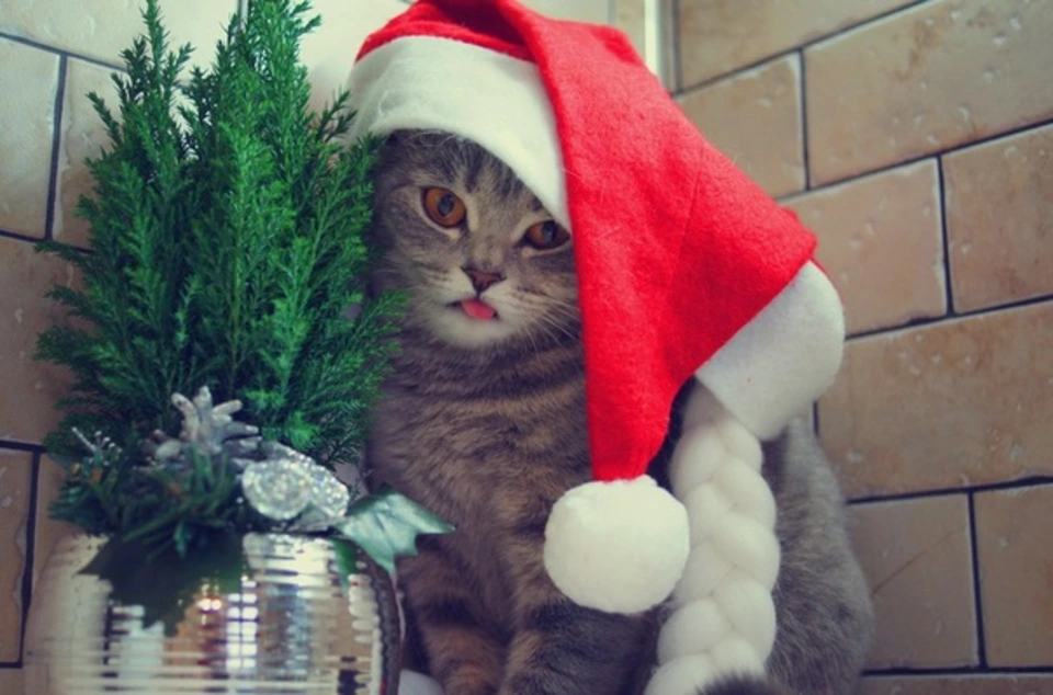 Смешной кот в новогодней шапке