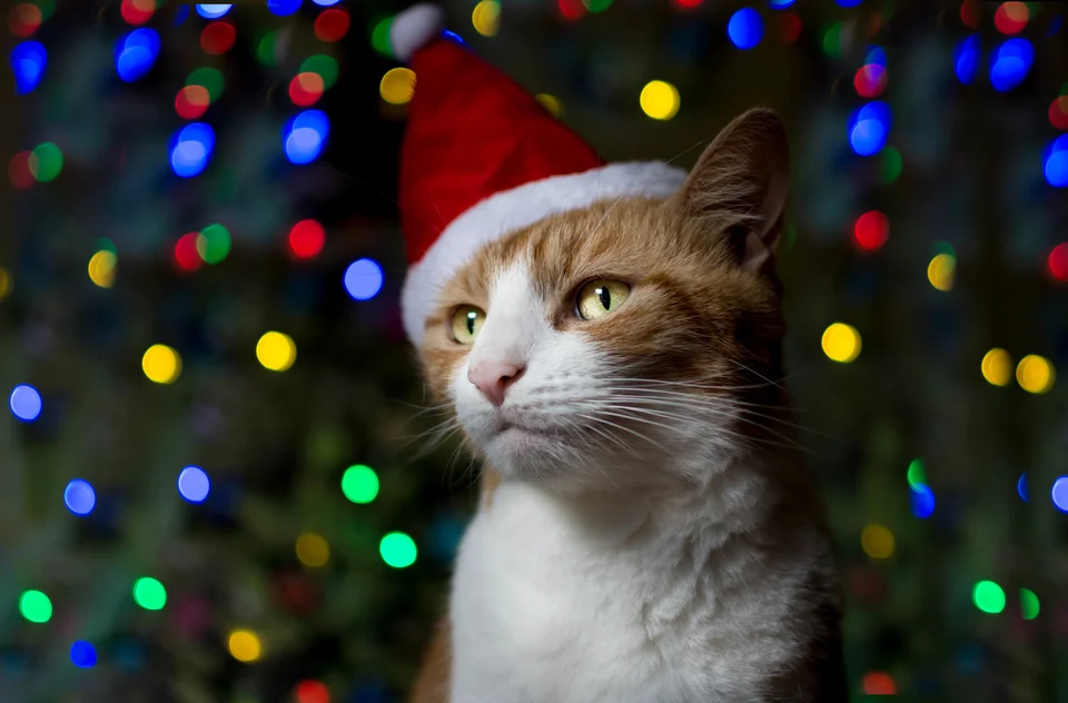 Котик в новогодней шапке