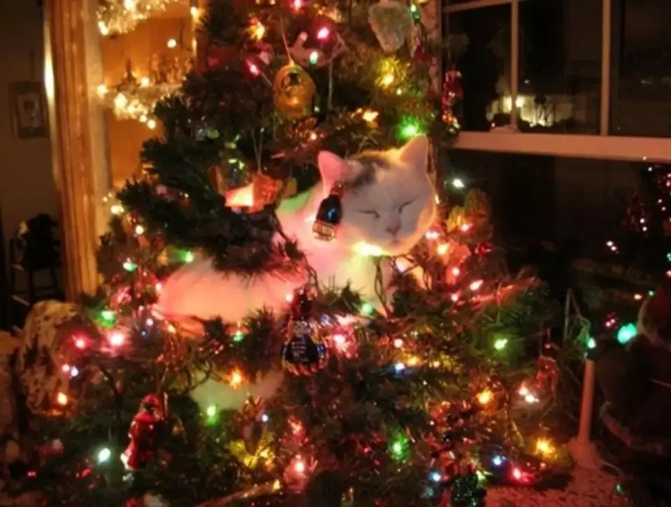 Кот и новогодняя елка