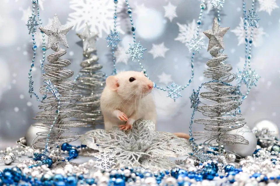 Красивая новогодняя крыса