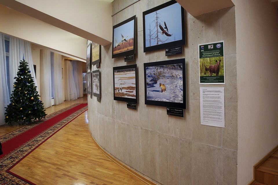 Выставка фотографий в москве