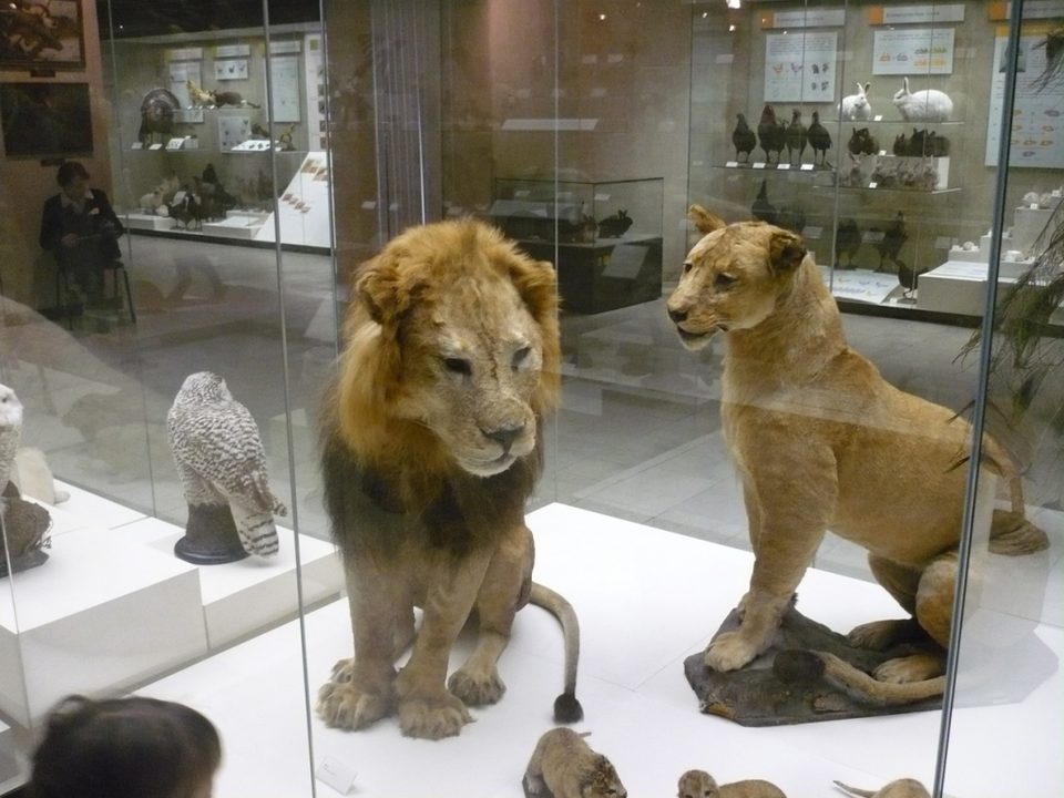 Пещерный лев дарвиновский музей