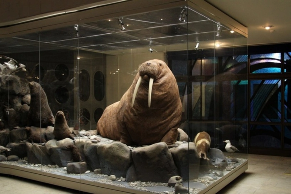 Морж в дарвиновском музее