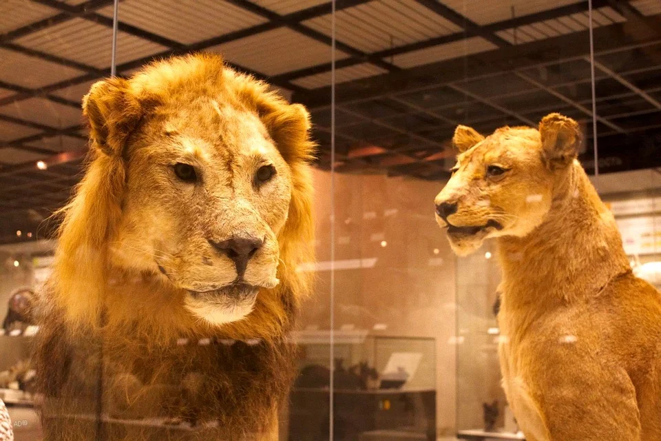 Львы в зоологическом музее спб