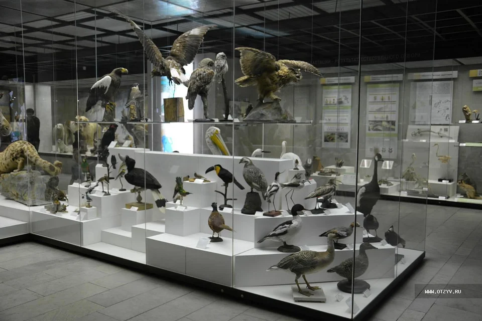 Дарвиновский музей москва