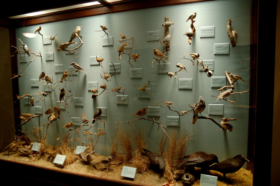 Музей природы во владимире