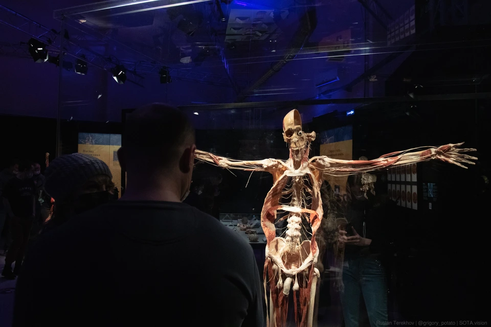Выставка body worlds