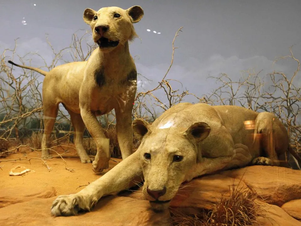Львы людоеды из цаво в музее