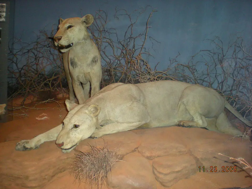 Чикаго музей естественной истории львы людоеды