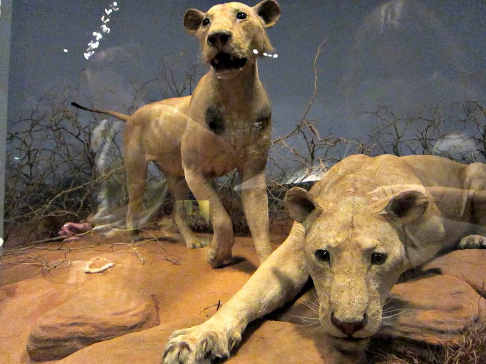 Чикаго музей естественной истории львы людоеды