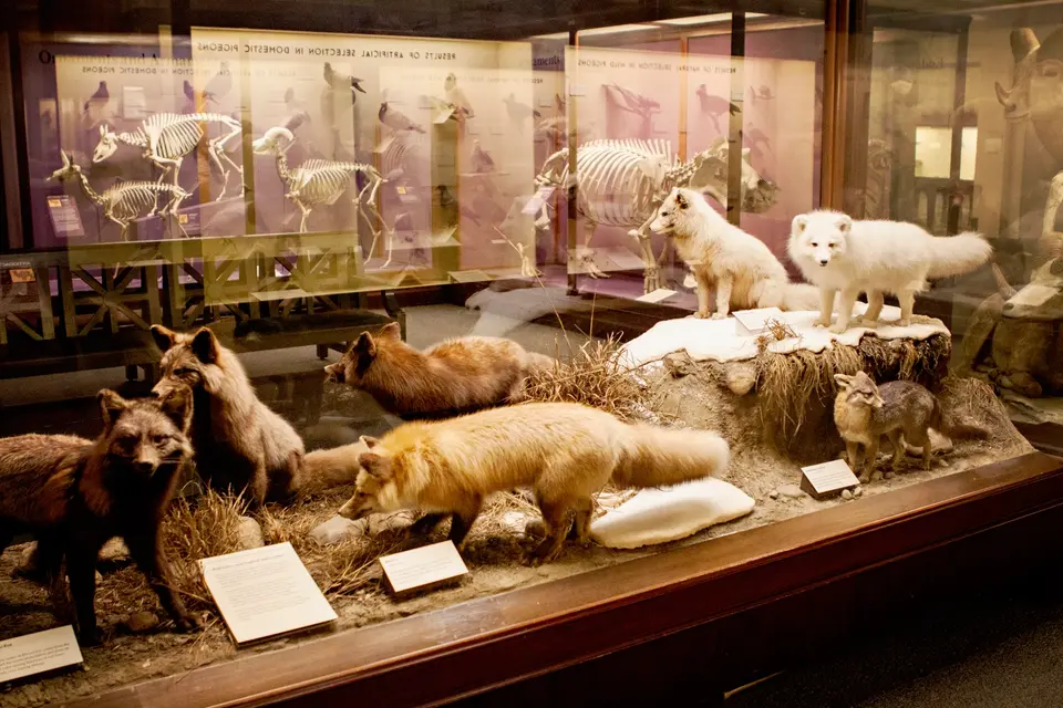 Филдовский музей в чикаго львы