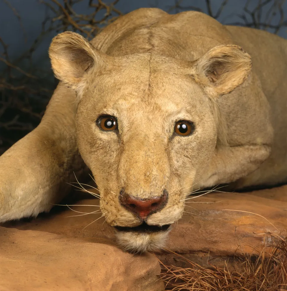 Музей филда в чикаго львы людоеды