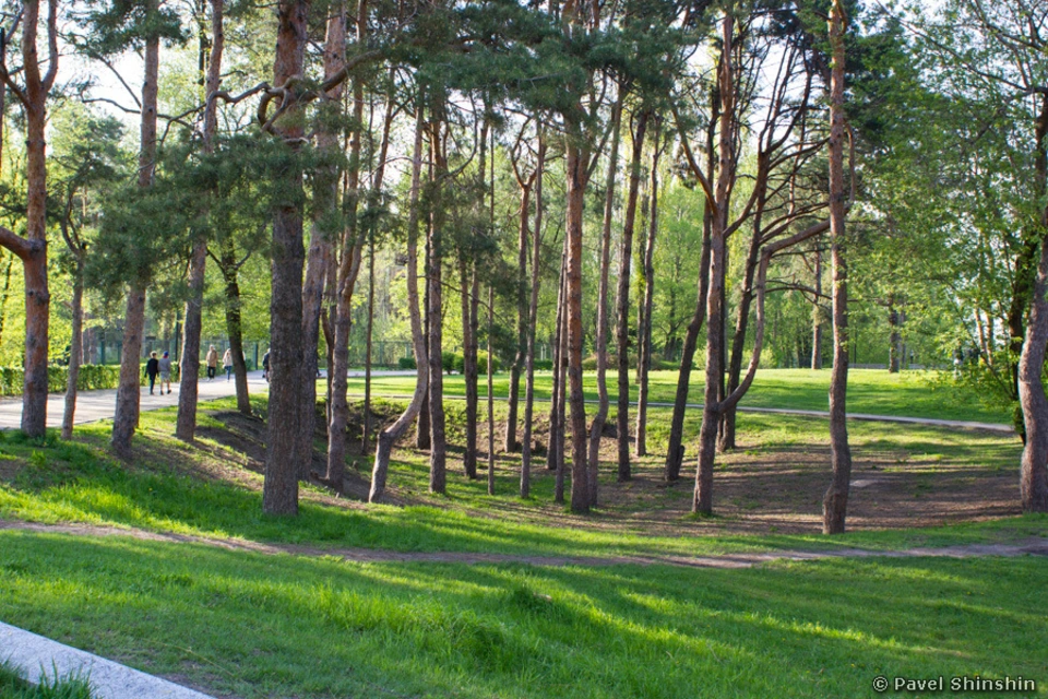 Сосновый парк