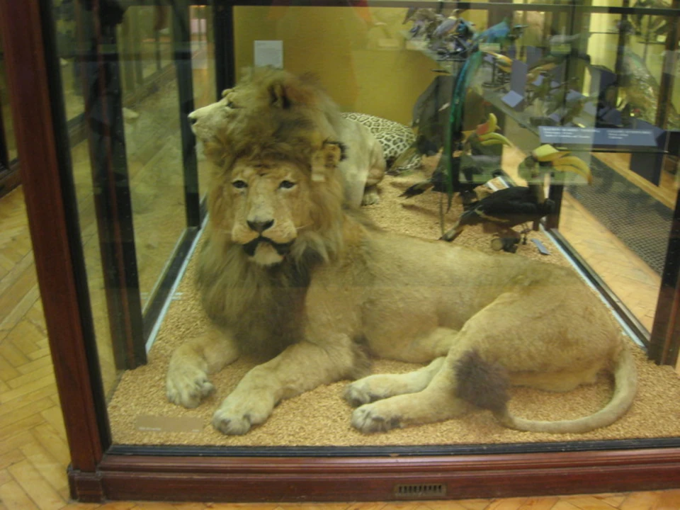 Зоологический музей санкт петербург