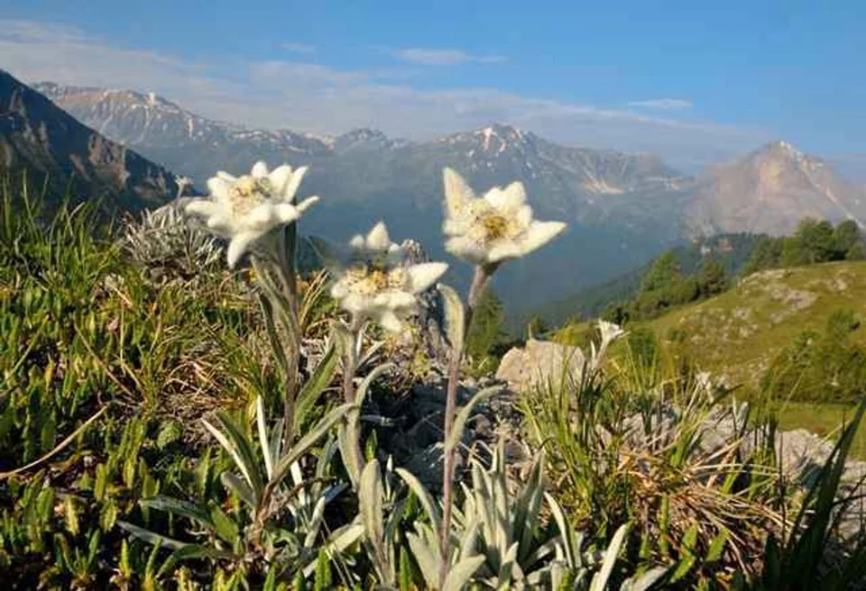 Горный цветок эдельвейс
