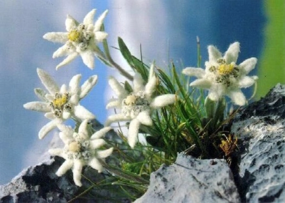Эдельвейс цветок швейцария