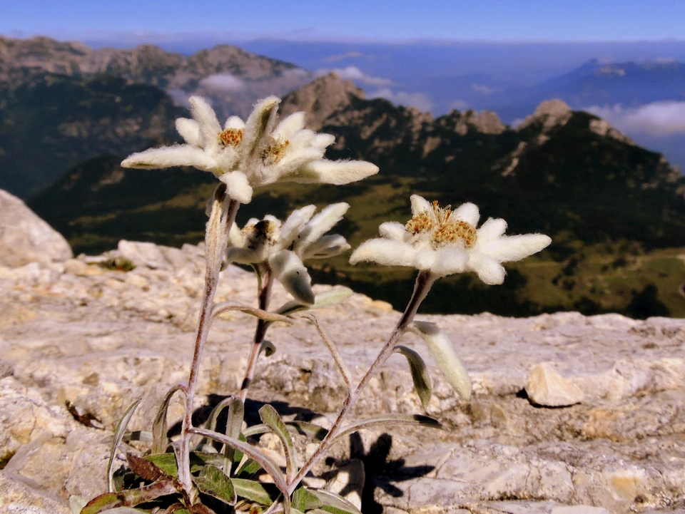 Цветок эдельвейс альпийский