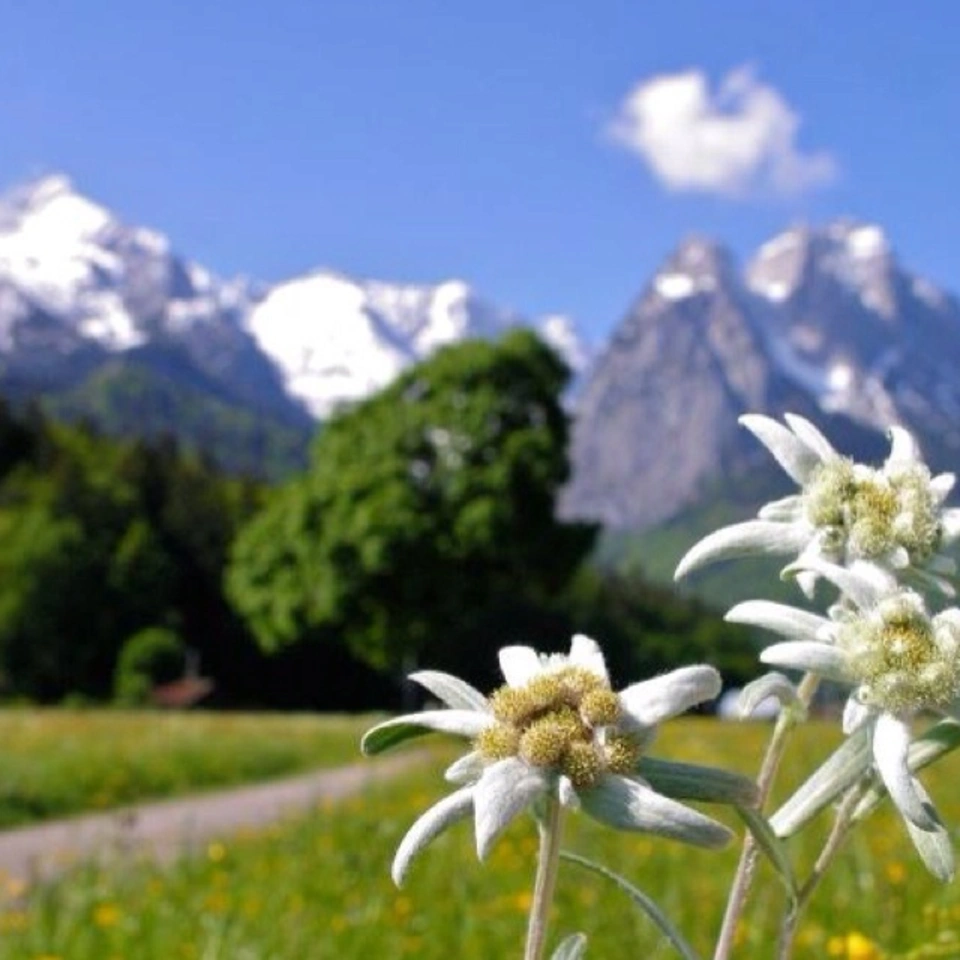 Эдельвейс альпийский цветение