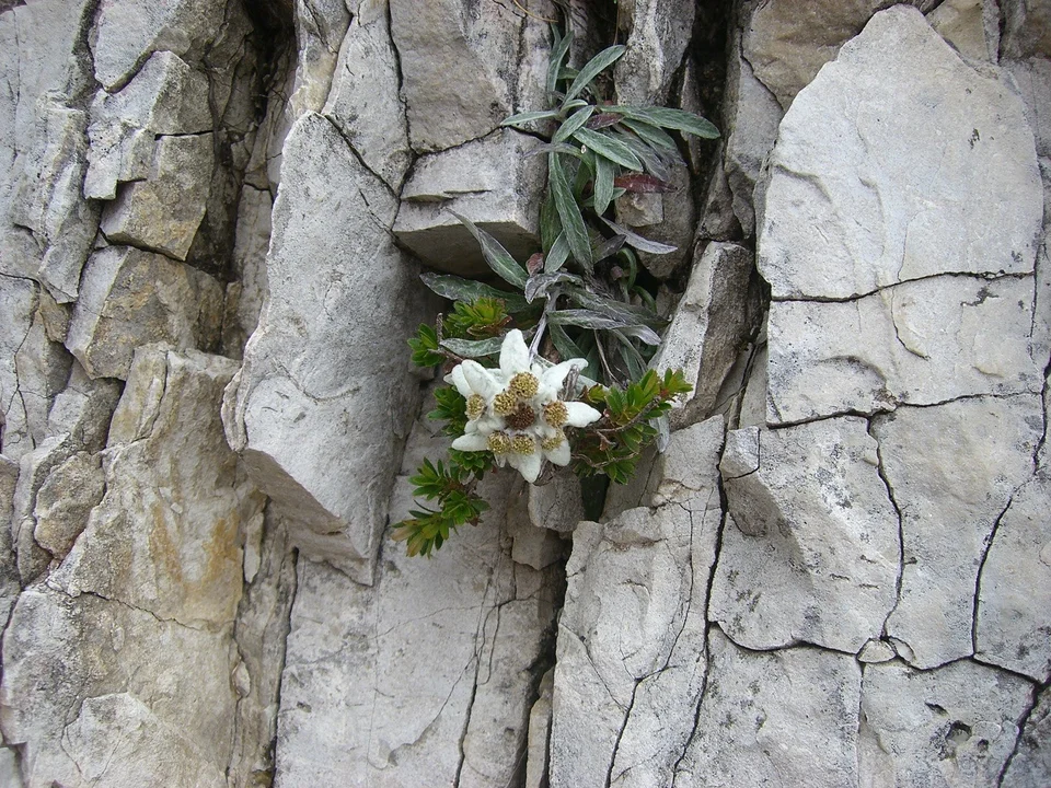 Эдельвейс цветок