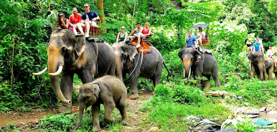 Слоны в тайланде