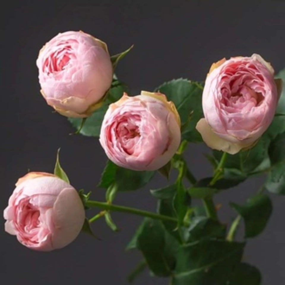 Кустовые пионовидные розы