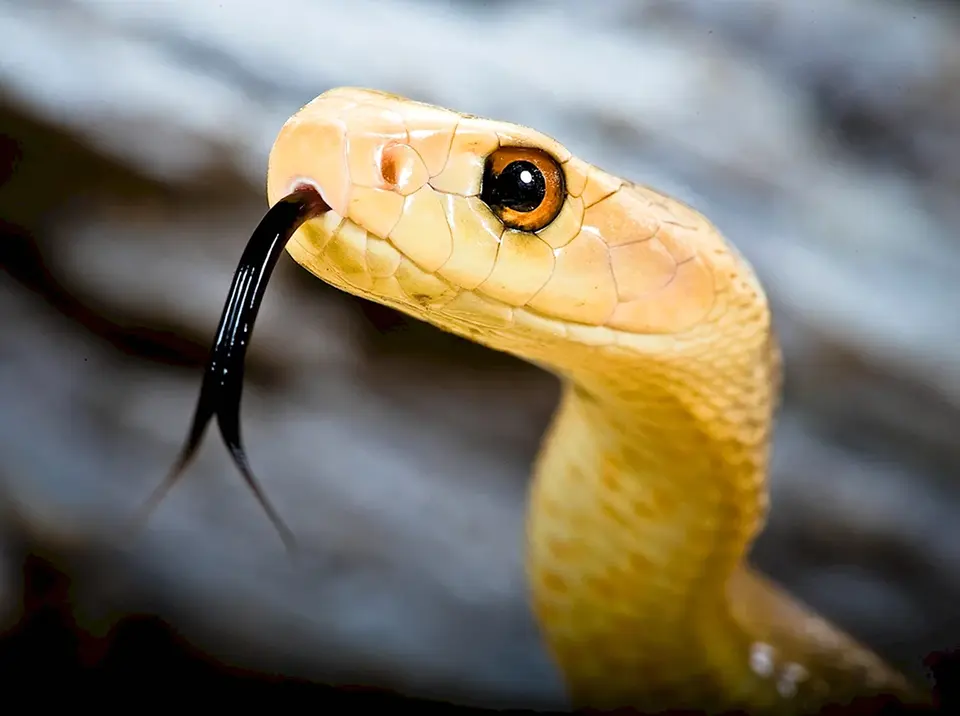 Змея тайпан